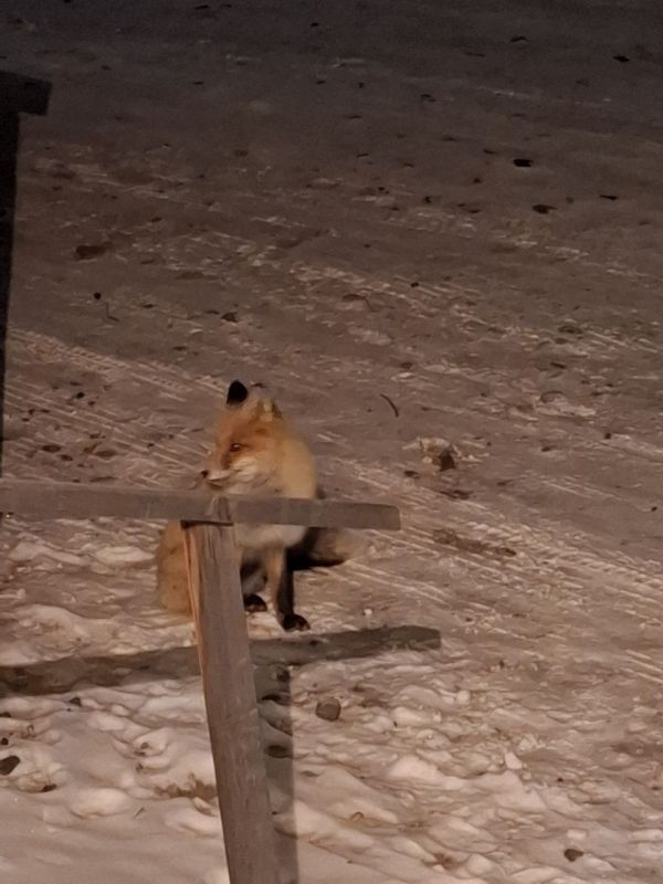 Лиса вышла к людям в Орлике