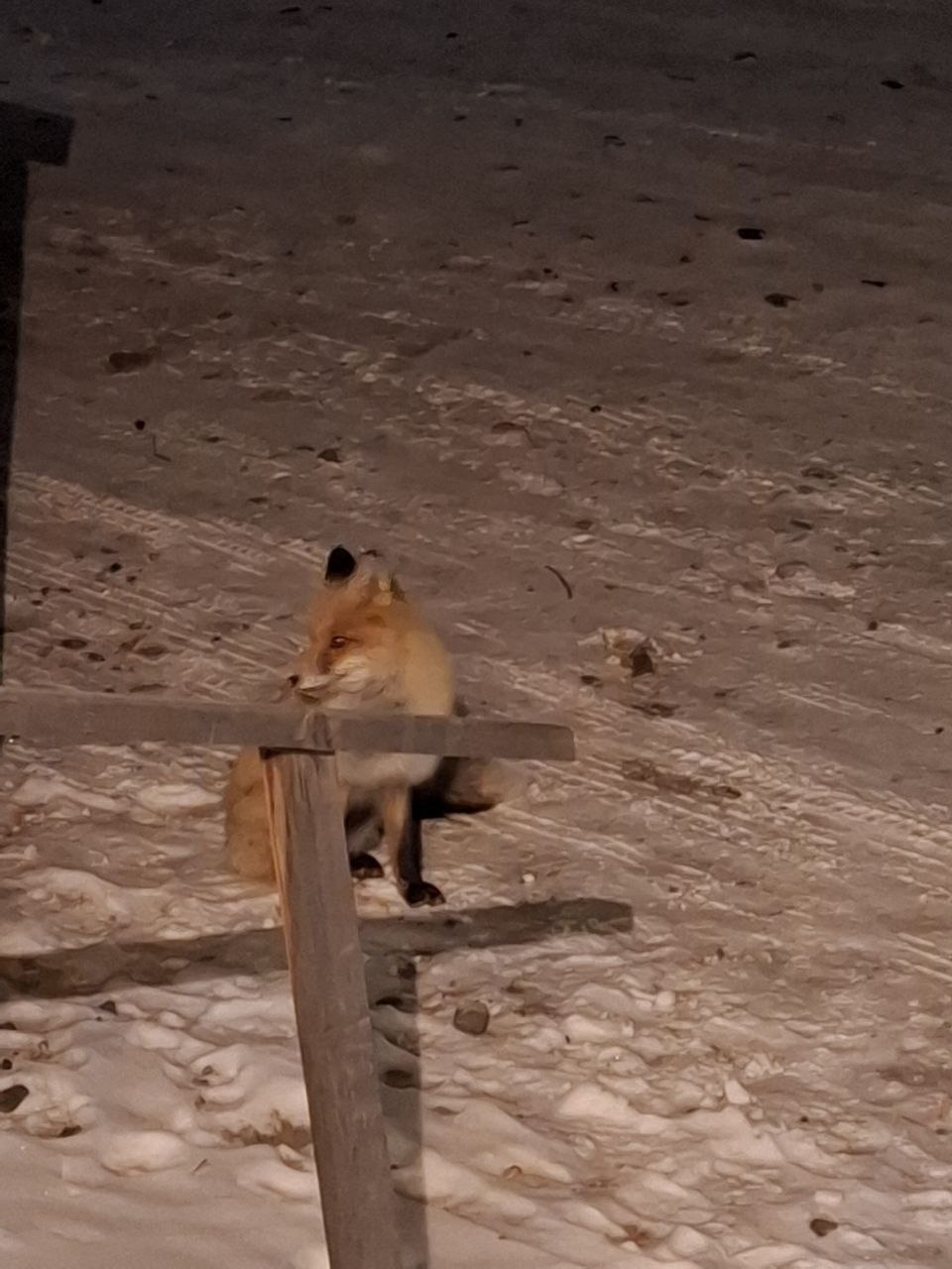 Лиса вышла к людям в Орлике