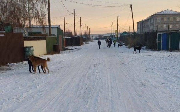 Председатель Следственного комитета России Александр Бастрыкин поручил доложить о результатах проверки по бродячим собакам в Гусиноозёрске