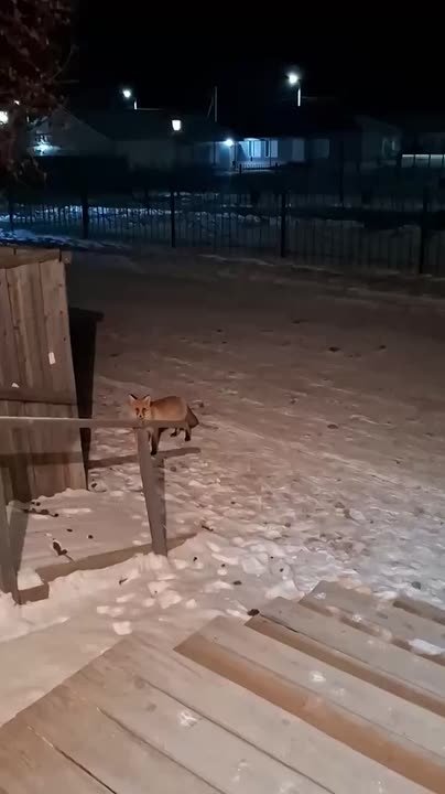 В центре Орлика заметили лису