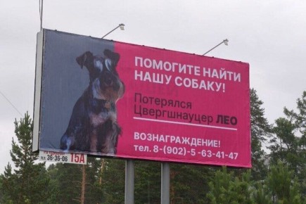 В Улан-Удэ ищут цвергшнауцера, который поддерживал мальчика с больным сердцем