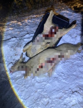 Браконьеры убили трёх косуль