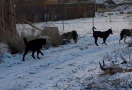 После вмешательства Бастрыкина в Гусиноозёрске быстренько переловили всех бродячих собак