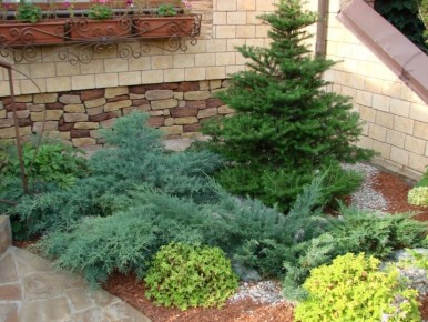 Как украсить сад хвойными и декоративными растениями: новые идеи для вашего участка