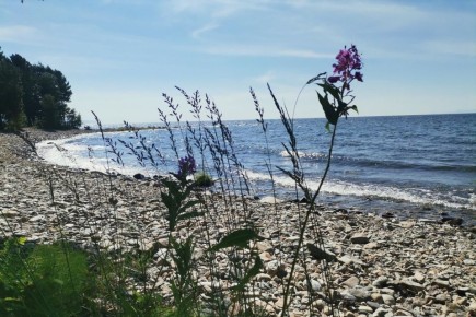 Ученые: спирогира на Байкале не отступила, а ушла на глубину