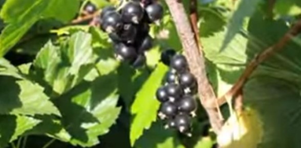 Выращивание смородины: секреты успешного размножения отводками