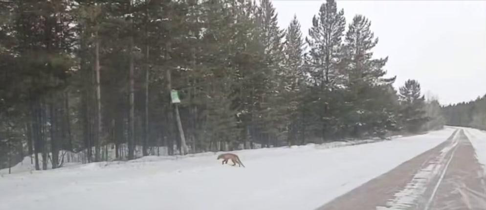 Красного волка заметили недалеко от Улан-Удэ