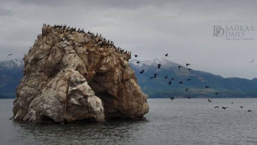 В Бурятии начнут регулировать численность бакланов