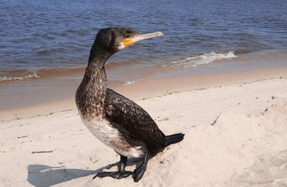 Операция "Ликвидация баклана" начнется весной Операция "Ликвидация баклана" начнется весной