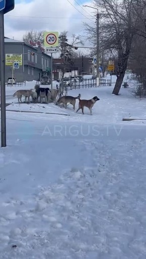 Стаи собак терроризируют жителей Стеклозавода