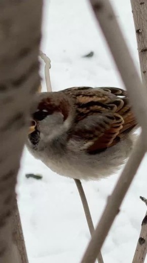 Нужно поесть. Это, конечно, ничего не решит, но поесть нужно