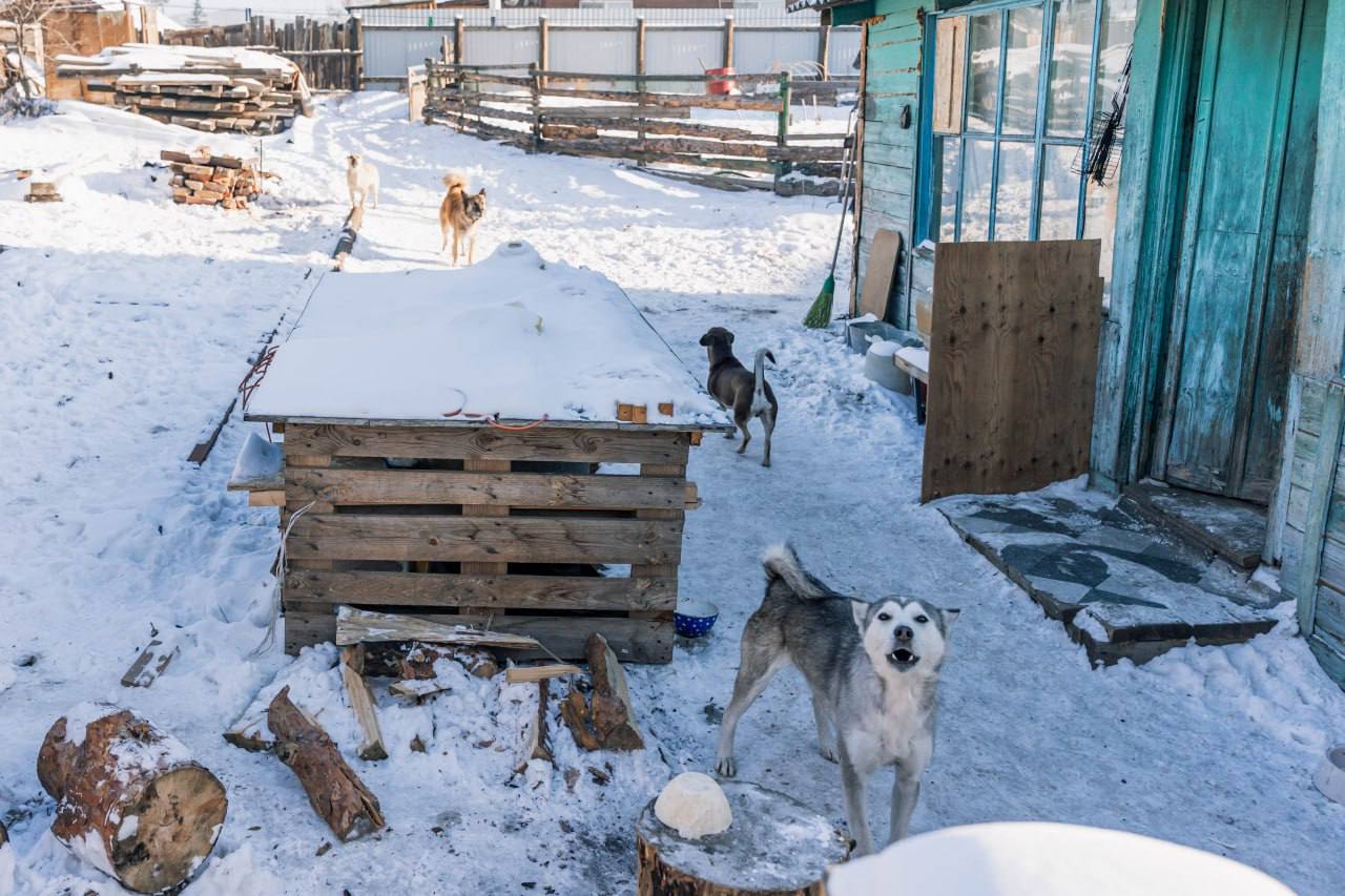 В мкрн Стеклозавод идет рейд по собакам В мкрн Стеклозавод идет рейд по собакам