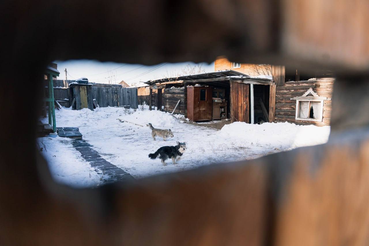 В мкрн Стеклозавод идет рейд по собакам В мкрн Стеклозавод идет рейд по собакам