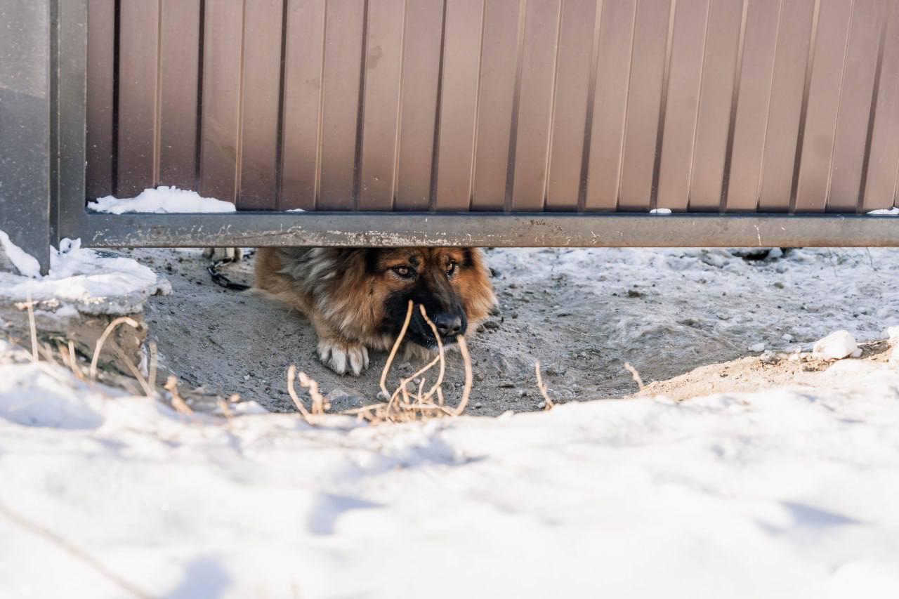 В мкрн Стеклозавод идет рейд по собакам В мкрн Стеклозавод идет рейд по собакам