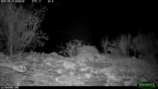 Три снежных барса родились в Саяно-Шушенском заповеднике (Красноярский край)