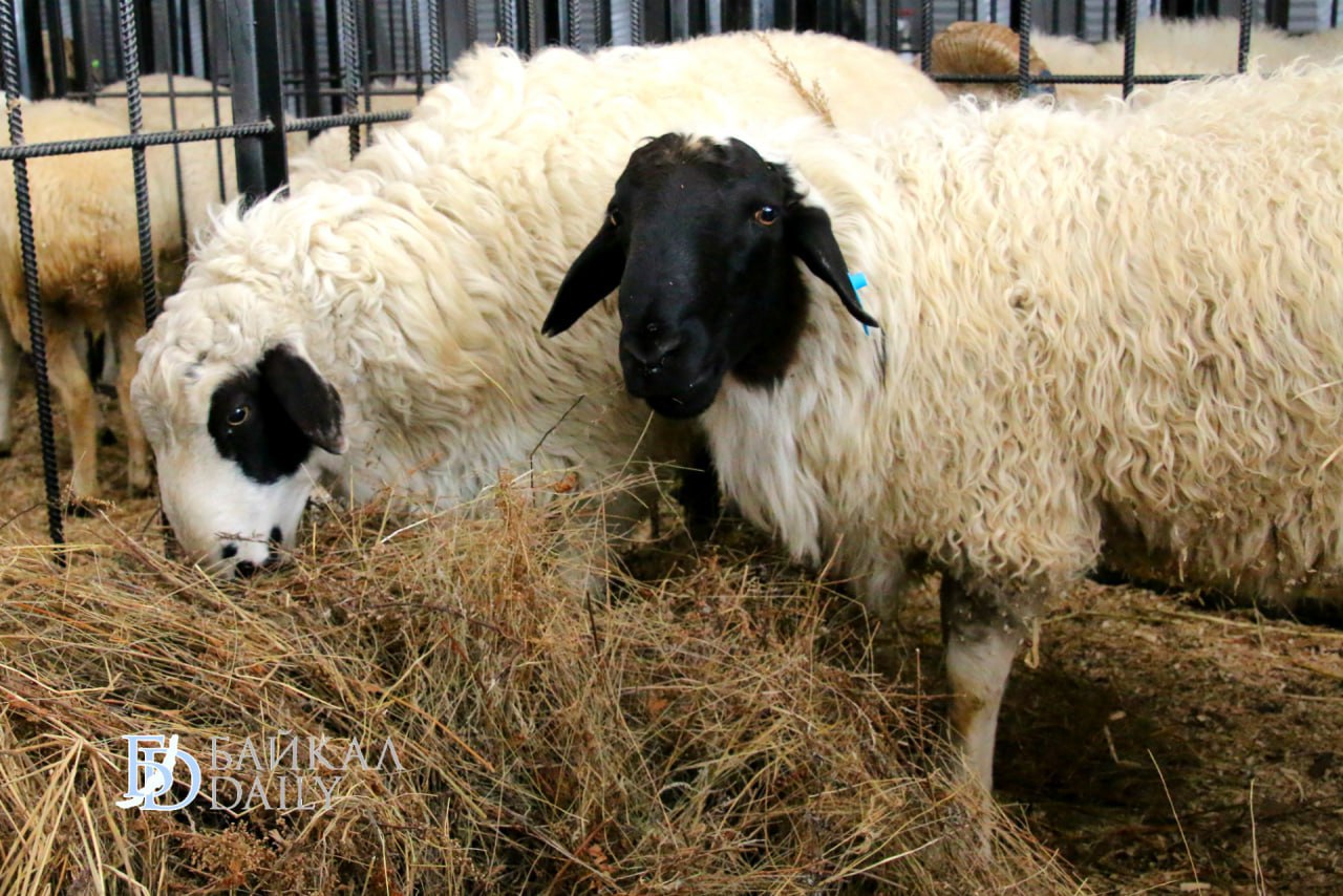 Союз овцеводов создадут в Бурятии