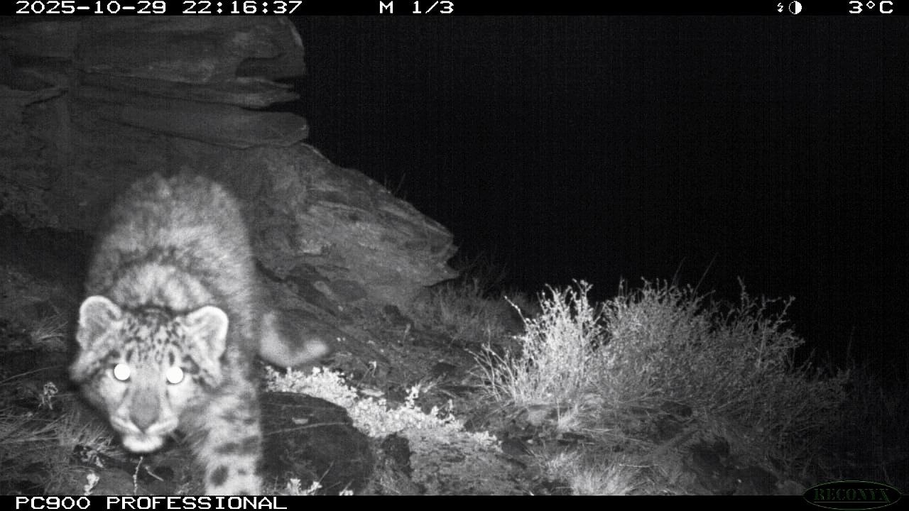 Три снежных барса родились в Саяно-Шушенском заповеднике (Красноярский край) Три снежных барса родились в Саяно-Шушенском заповеднике (Красноярский край)