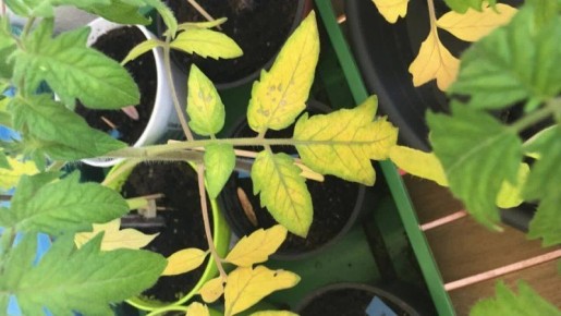 Почему листья растений желтеют: возможные причины и пути решения