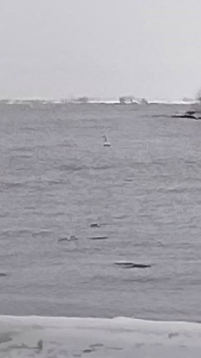 Одинокий лебедь на севере Бурятии, скорее всего, потерял свою вторую половинку