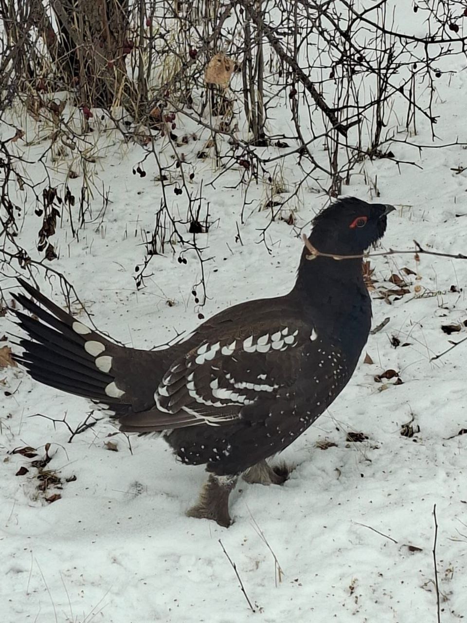 Большая удача. Фотоловушка в Забайкальском крае запечатлела каменного глухаря Большая удача. Фотоловушка в Забайкальском крае запечатлела каменного глухаря