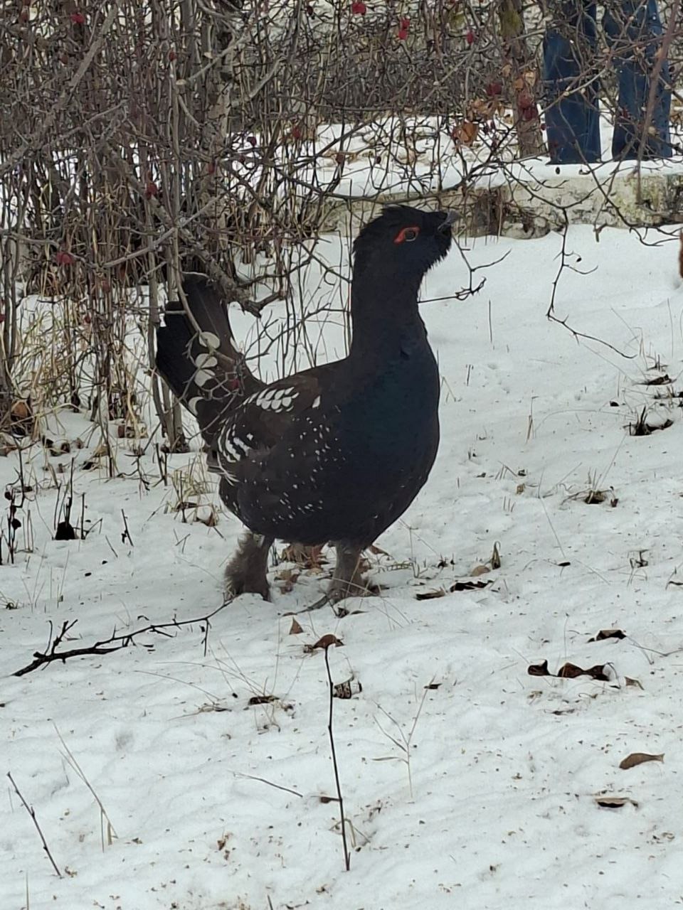 Большая удача. Фотоловушка в Забайкальском крае запечатлела каменного глухаря