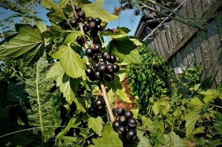 Как правильно ухаживать за смородиной: секреты крупного урожая