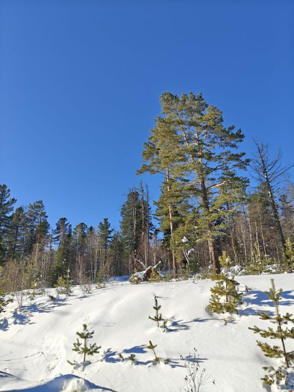 Стали известны цены на новогодние сосенки