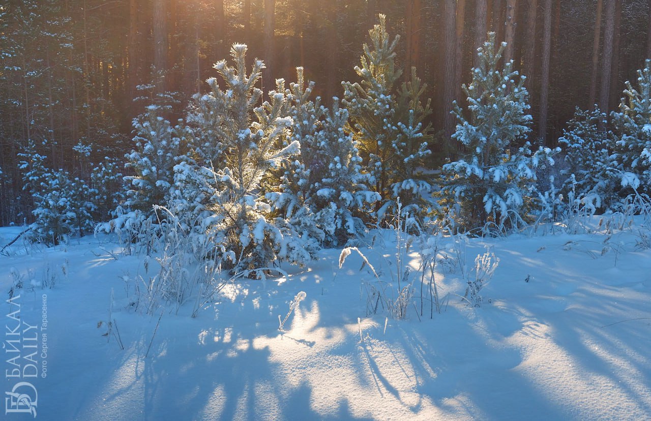 Охотник застрелил заготовителя дров, приняв его за волка