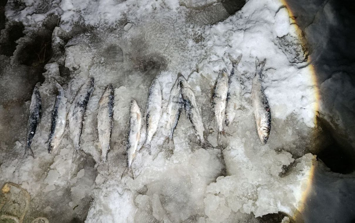 В Бурятии поймали очередных браконьеров, незаконно ловивших омуль В Бурятии поймали очередных браконьеров, незаконно ловивших омуль