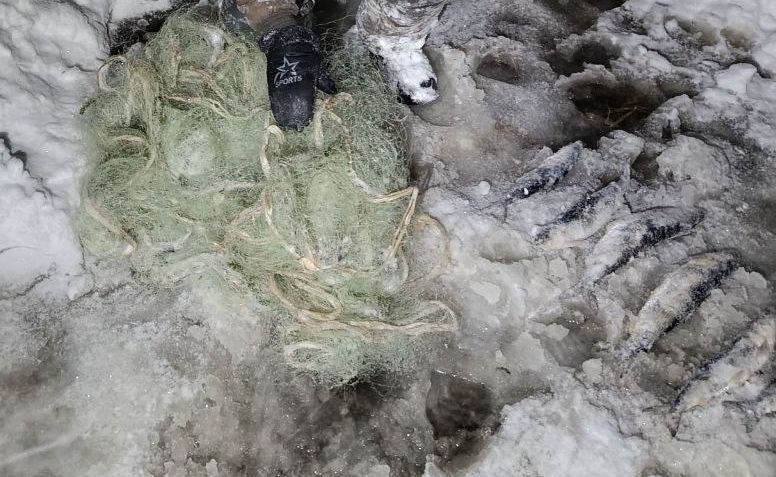 В Бурятии поймали очередных браконьеров, незаконно ловивших омуль В Бурятии поймали очередных браконьеров, незаконно ловивших омуль