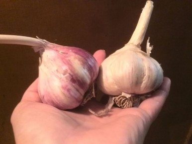 Секреты крупного чеснока: как добиться богатого урожая