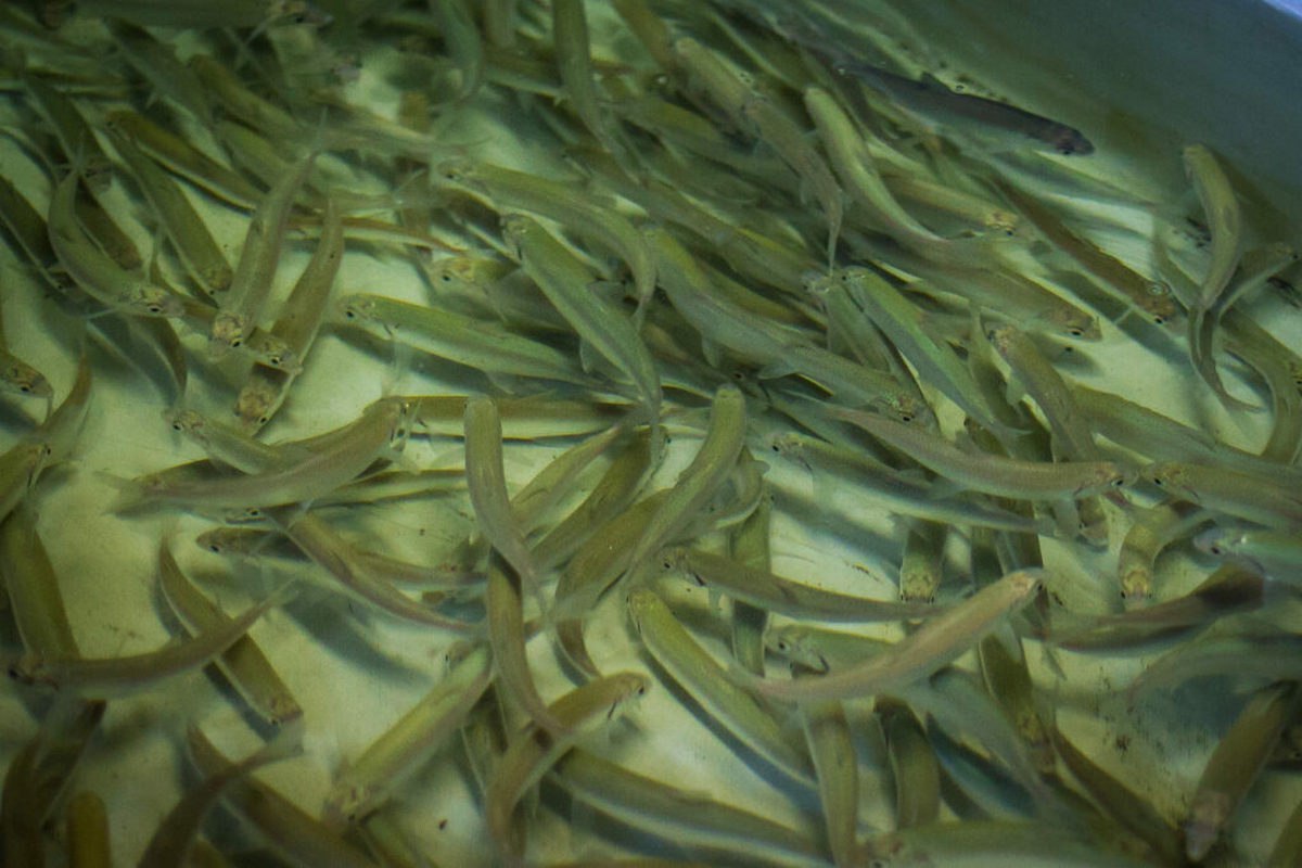 Биомасса омуля в Байкале выросла до 11 тысяч тонн