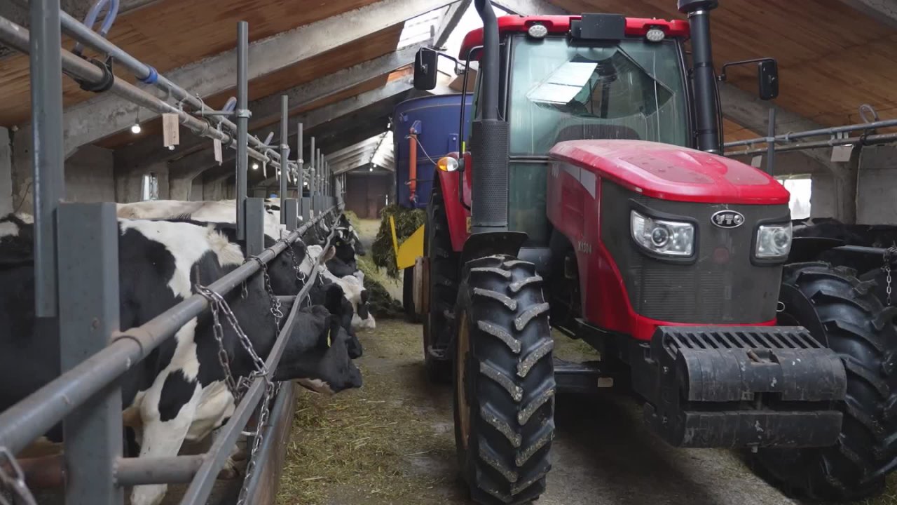 Коровье «ЭКО»: как осеменяют скот в Бурятии?