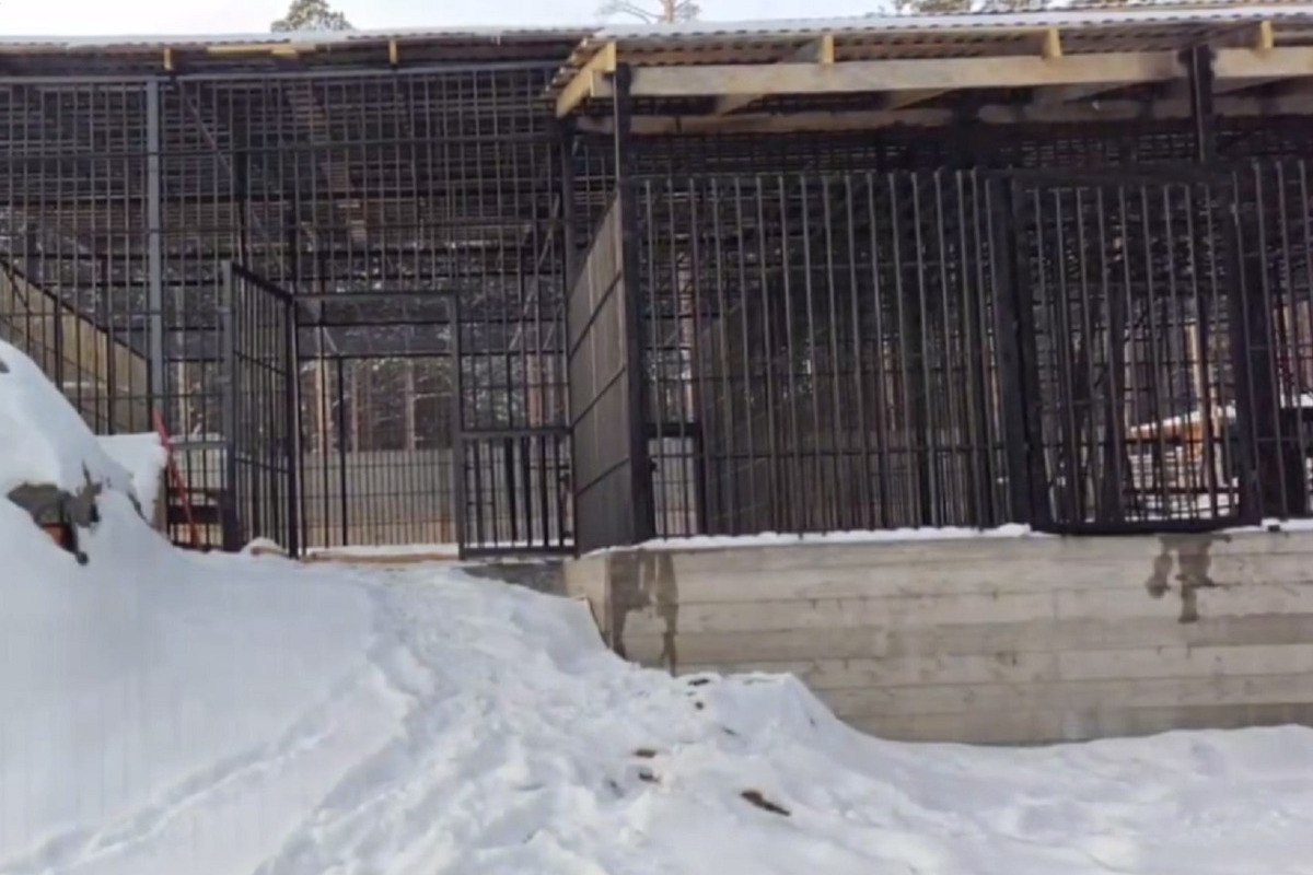 В Этнографическом музее Улан-Удэ построили новый вольер для бурых медведей