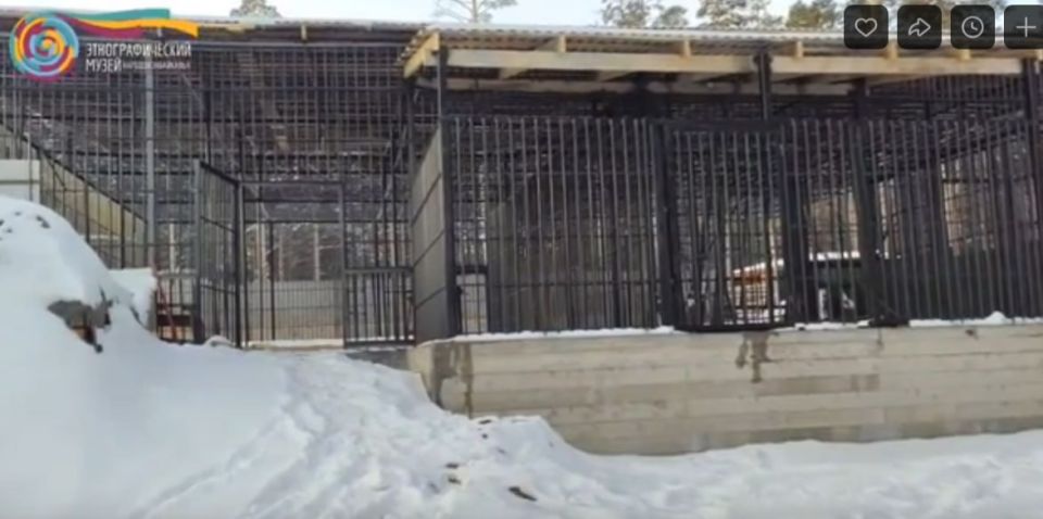 В Этномузее Улан-Удэ построили просторный вольер для двух медведей