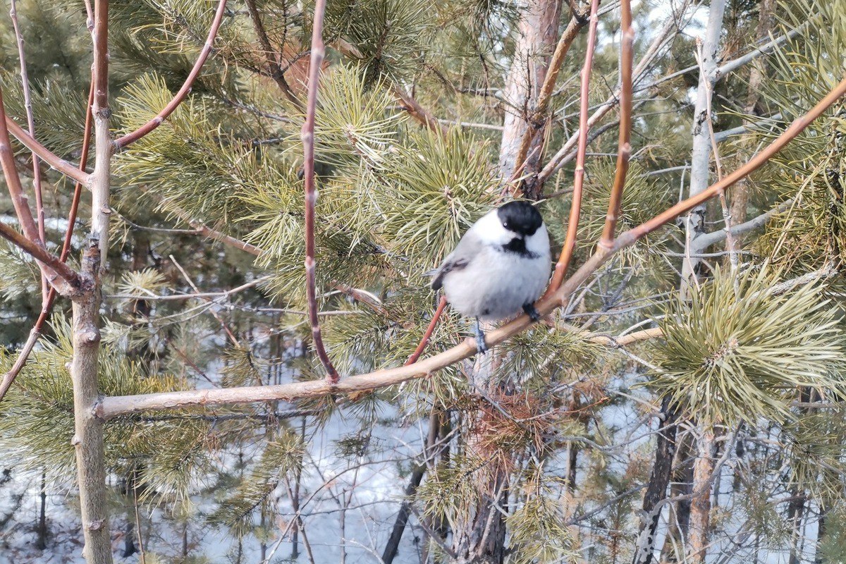 Декабрь в Бурятии обещает быть снежным и морозным