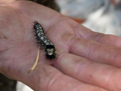 Лесопатологи Центра защиты леса Республики Бурятия выявили новые очаги сибирского шелкопряда в 2025 году