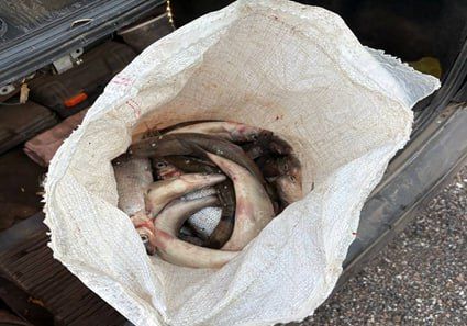 Прокуратура утвердила обвинительное заключение по уголовному делу о незаконном приобретении омуля