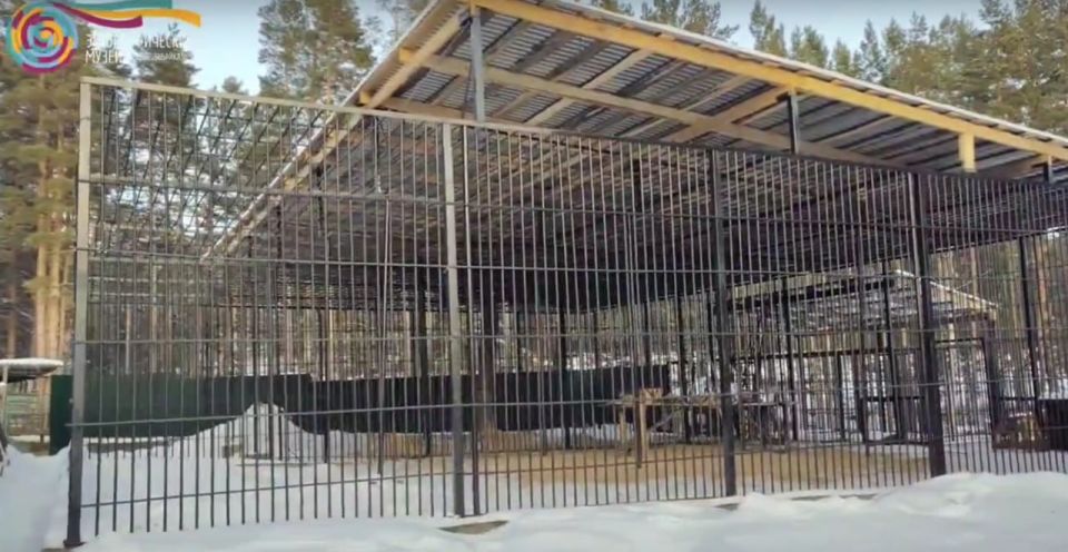 Для мишек из Этнографического музея народов Забайкалья построили новый вольер