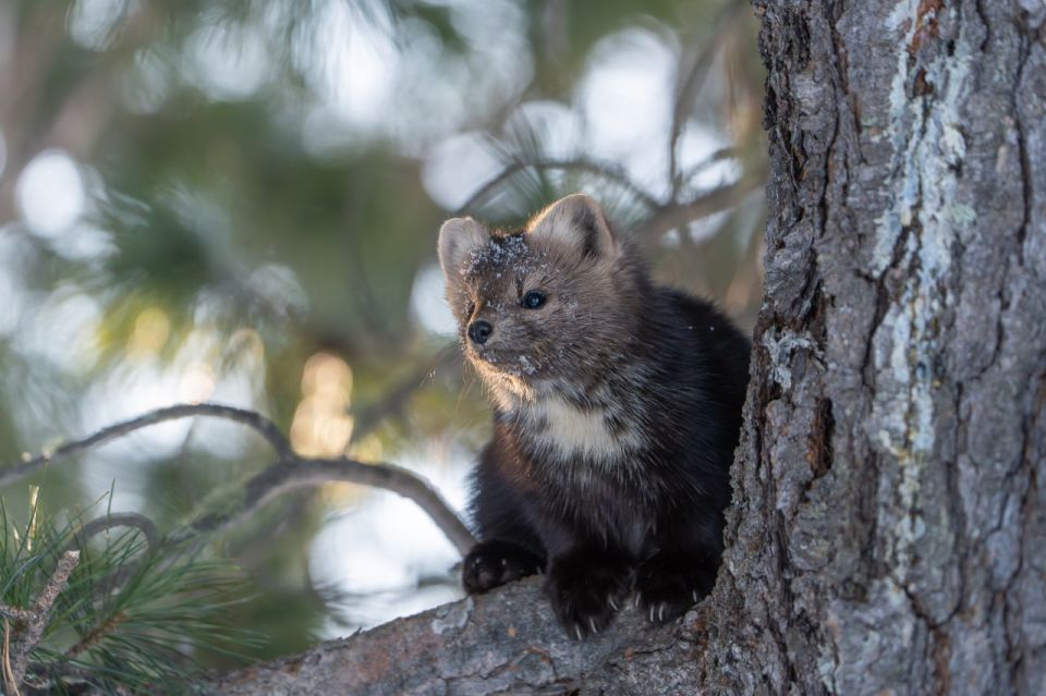 Обитатели Баргузинского заповедника желают вам хорошего понедельника!