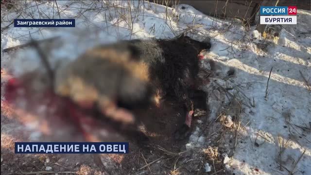 В Заиграевском районе устанавливают обстоятельства гибели девяти овец в селе Старый Онохой