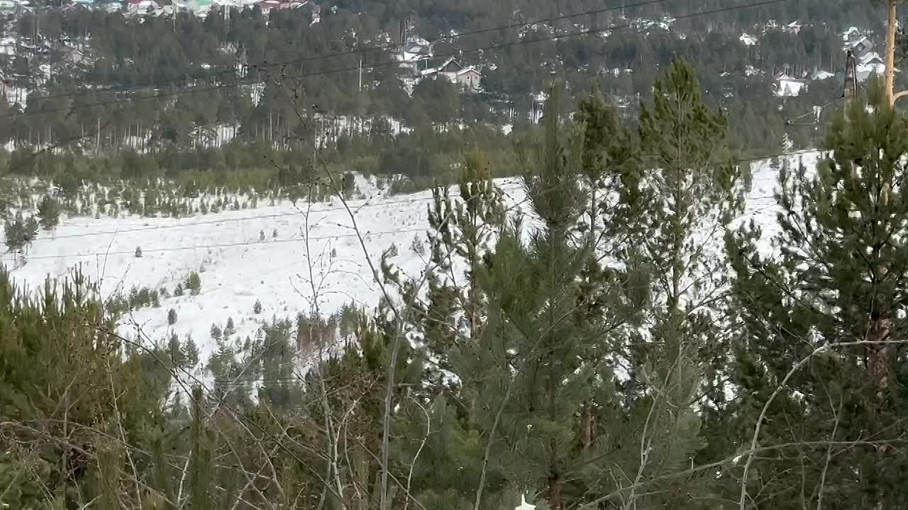 Живая ёлка — это 10 лет труда, а не 10 минут в лесу