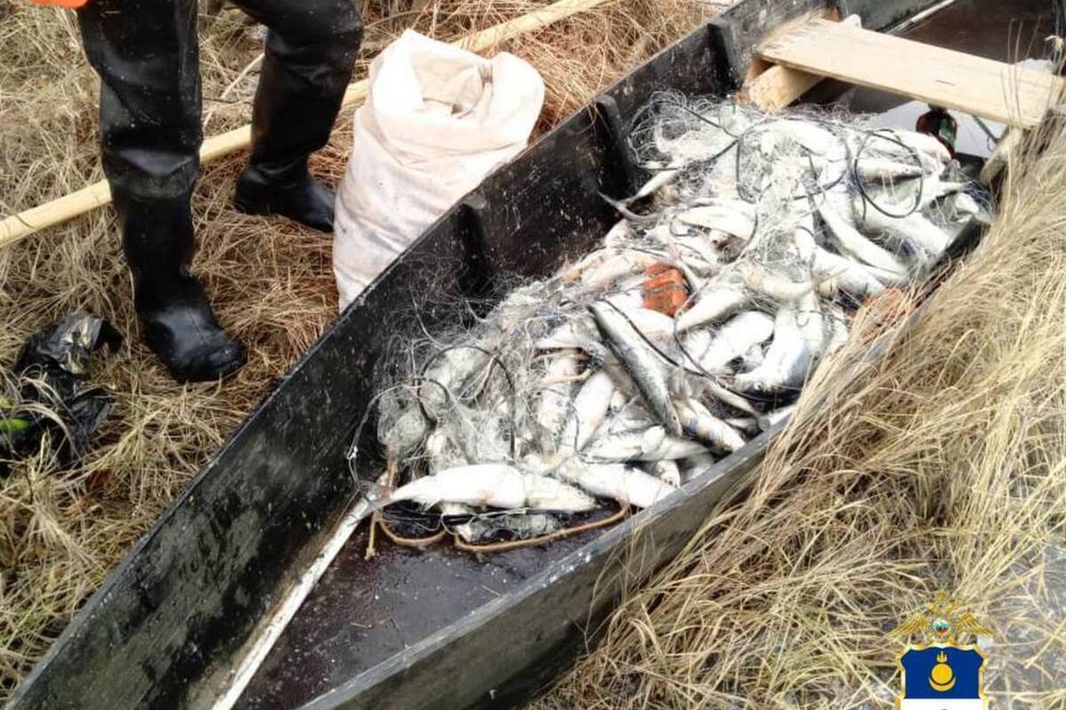 В Бурятии задержан браконьер, наловивший омуля на сумму около 1,7 млн