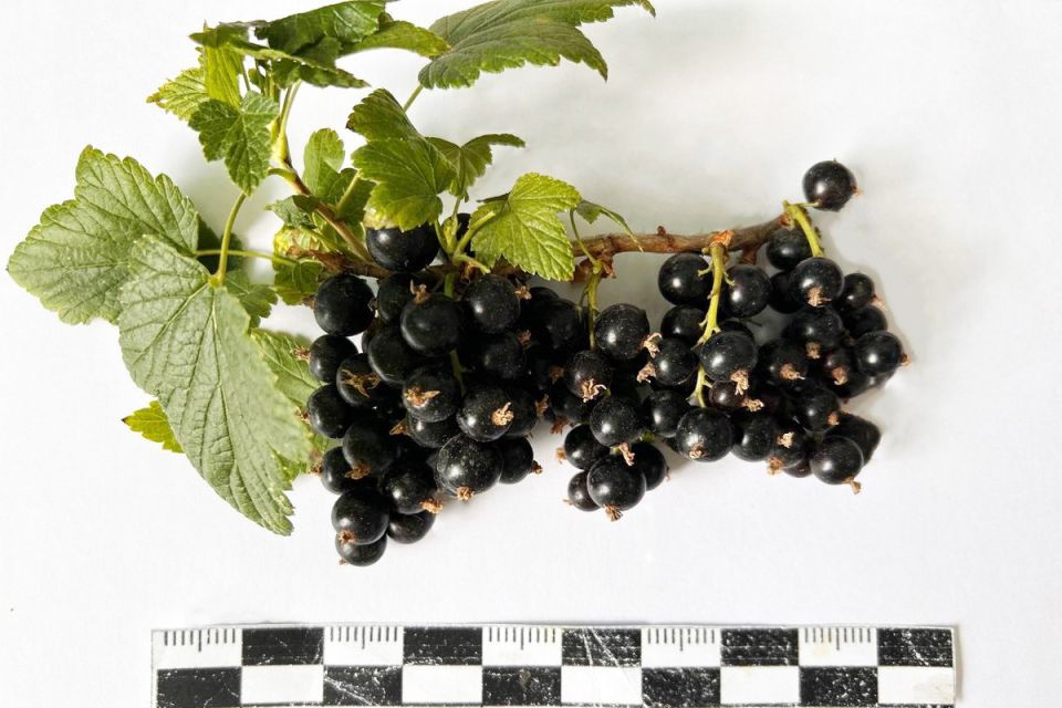 Ученые Бурятии вывели сорт смородины с рекордным содержанием витамина С