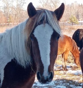 «Иначе Конь просто растопчет»: лама из Бурятии дал прогноз на 2026 год