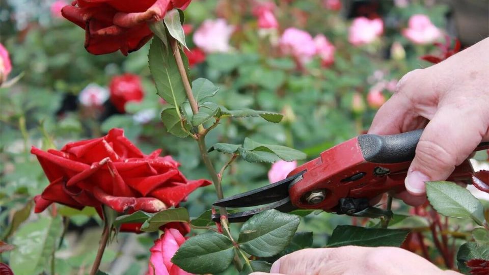 Как правильно обрезать розы в августе: советы для садоводов