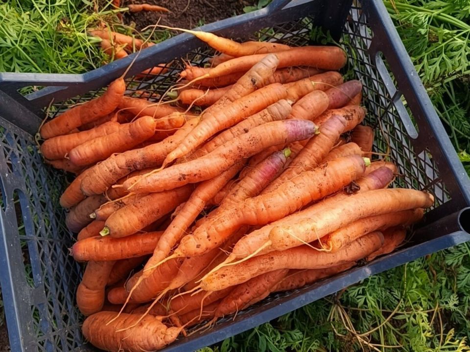 Как защитить морковь от морковной мухи: советы и методы борьбы