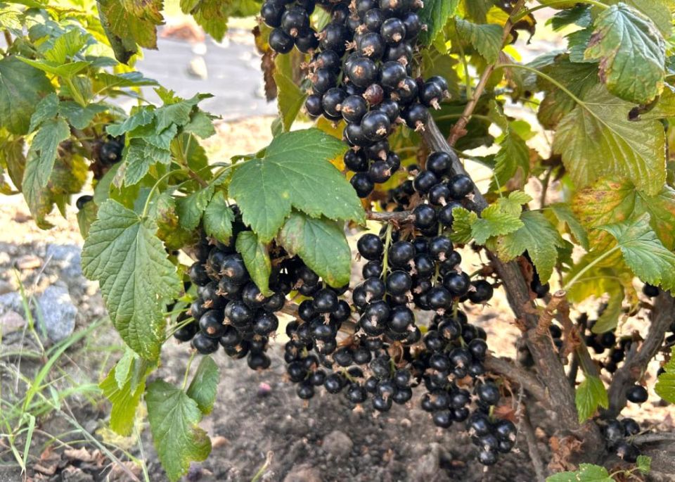 Ученые Бурятской ГСХА презентовали новый сорт черной смородины «Байкальское чудо»