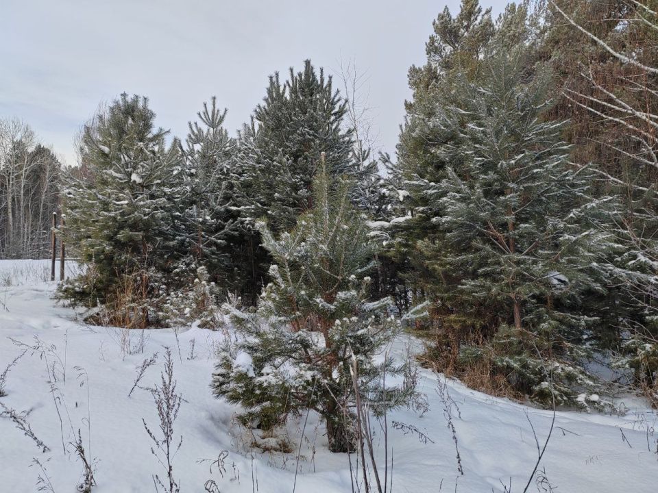 Охотников Бурятии пригласили забрать вознаграждение за волков, медведей и лисиц