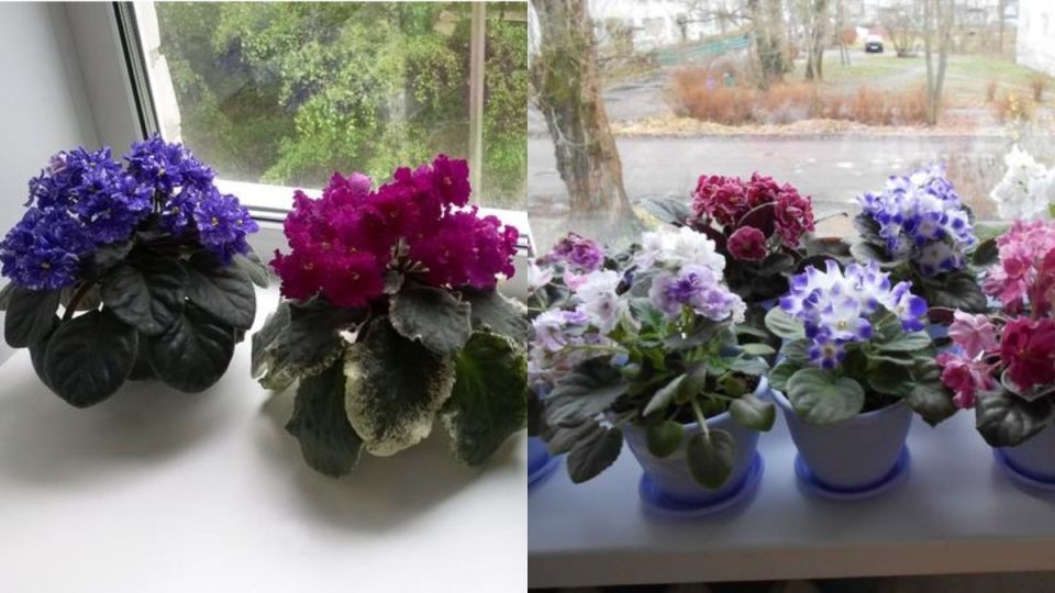 Волшебный мир фиалок: советы по размножению